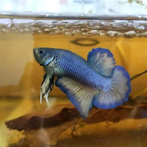 The Art of Cross Breeding Betta Fish .